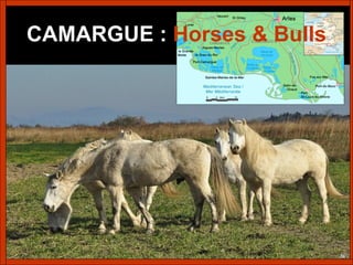 CAMARGUE   :   Horses & Bulls 