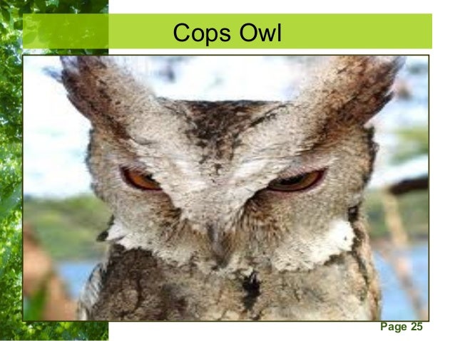 pinagkukunan ng yaman