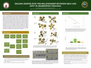 DIGGING DEEPER INTO THE RELATIONSHIP BETWEEN SR45 AND
GPX7 IN ARABIDOPSIS THALIANA.
Sarah Metcalfe, Alicia Worthylake, and Xiao-Ning Zhang, PhD
Department of Biology, St. Bonaventure University, 3261 West State Rd, St. Bonaventure, N.Y 14778
ABSTRACT
GPX7 is an antioxidant enzyme that catalyzes the reduction of H2O2 that is produced.
Research has suggested that GPX7 helps protect against photooxidative stress and
limits PCD due to pathogen invasion. SR45 is a splicing factor involved with
alternative splicing and RNA metabolism. RNAseq analysis showed that GPX7 is
upregulated by SR45. The goal of this experiment is to further study the relationship
between GPX7 and SR45. We hypothesize that basal H2O2 levels will be higher in
gpx7 and sr45-1 mutants compared to WT seedling. Also, it is expected that GPX7
transcript levels will be lower in the sr45-1 mutant than in the WT and transgenic
lines. To begin this investigation, total RNAs were extracted, purified, and converted
to cDNA with RT-PCR from an SR45 null mutant (sr45-1), two SR45-GFP transgenic
lines (OX1-1 and OX1-9), along with the Col-0 wild-type. Primers were designed to
study GPX7 expression in each genotype using qPCR. The primers had an optimal
temperature at 57.3°C and an efficiency of 58%. To investigate the change of
expression levels in the different genotypes qPCR with GPX7 primers was compared
to qPCR with GAPDH primers, from this the relative fold increase in GPX7 was
calculated. The H2O2 levels of different genotypes in normal and stress conditions
were observed in seedlings from Col-0, sr45-1, and gpx7 mutants (SALK_072007 and
SALK_023283) using a DAB stain and compared to the WT coloration.
METHODS
RESULTS
Figure 2. Gel electrophoresis for a total RNA extraction and RT-PCR. A) Gel electrophoresis of the
total RNA extracts for Col-0, sr45-1, OX1-1, and OX1-9 to check the integrity of the RNA. The large
band as 28S shows that the RNA had not been degraded. The ladder was a low mass ladder (NEB
N0550). B) Gel electrophoresis of the RT-PCR products from the four genotypes. This was done to
detect RNA expression. The expected size using GAPDH primers was under 0.5 kb.
RESULTS
CONCLUSIONS & FUTURE DIRECTIONS
• Interestingly, the true leaves appeared darker (suggesting more H2O2) than the
cotyledons. There is no visible difference of staining in the different genotypes, except
that the sr45-1 (+) seedling has some dark staining around the wounds. (figure 1).
• The GPX7 primer was shown to work with an efficiency of 58% at 53.7°C (figure 3).
• qPCR did not show any significant fold change in GPX7 expression for Col-0, sr45-1,
OX1-1, and OX1-9, most likely due to a large deviation (figure 4).
• In the future we would like to look at GPX7 protein expression levels in gpx7 mutants
and the sr45-1 mutant.
• Using end point RT PCR we would like to look for a trend in GPX7 expression in the
sr45-1 and OX1 mutants.
ACKNOWLEDGMENTS & REFERENCES
• Chang, C. et al. (2009). Plant Phys, 105, 670-683. http://dx.doi.org/10.1104.pp 109.135566
• Passaia, G. et al. (2014). Journ Exp Bot, 65(5), 1403-1413. http://dx.doi.org/ 10.1093/jxb/ert486
• Zhang, X.N. & Mount, S. (2009). Plant Phys, 150, 1450-1458. http://dx.doi.org/
10.1104.pp.109.138180
Thank you to the rest of the BIO466 class. This work was funded by NSF.
Figure 3. The standard curve based on the serial dilution of Col-0. The serial
dilution began from the total cDNA and was diluted to 1/10, 1/100, 1/500 and
1/1000. The optimal concentration using GPX7 primers was determined to be
1/100. Calculated efficiency of GPX7 primers was calculated to be 58%.
A
B
Figure 1. H2O2 detection in leaves of Arabidopsis mutants. Leaves of 11 day old seedlings
were stained with DAB to detect presence of H2O2. (+) indicates physical damage inflicted
with a needle to induce stress, and (-) indicates no physical damage to plant. (bar = 1mm)
Figure 4. Fold change in GPX7 expression in different Arabidopsis mutants.
The fold change of GPX7 mutants compared to GAPDH expression found using
qPCR. Bars represent standard deviation.
 