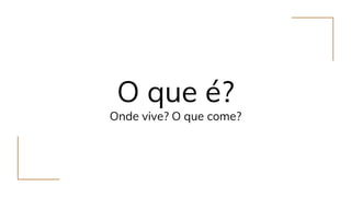 O que é?
Onde vive? O que come?
 