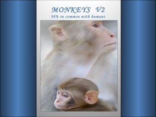 MONKEYS  V2 98% in common with humans 