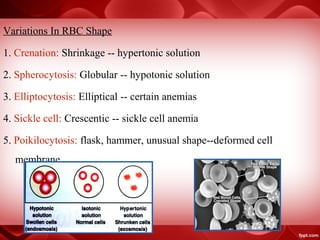 blood physiology blood grouping blood transfusion | PPT