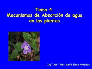 Tema 4.
Mecanismos de Absorción de agua
en las plantas
Ingº Agrº MSc María Elena Arboleda
 
