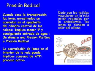 Presión Radical
Dado que los tejidos
vasculares en la raíz
están rodeados por
la endodermis, los
iones no tienden a
salir del xilema.
Cuando cesa la transpiración
los iones arrastrados se
acumulan en el apoplasto
del cilindro central de las
raíces: Implica menor Ψ y
consiguiente entrada de agua :
Se Genera una Presión Positiva
o Presión Radical
La acumulación de iones en el
interior de la raíz puede
implicar consumo de ATP:
proceso activo
 