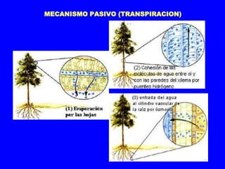 MECANISMO PASIVO (TRANSPIRACION)
 