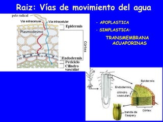 Raiz: Vías de movimiento del agua
- APOPLASTICA
- SIMPLASTICA:
TRANSMEMBRANA
ACUAPORINAS
 