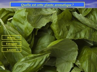 Quelle est cette plante aromatique ?




Basilic

Estragon

Laurier
 
