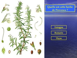 Quelle est cette herbe
   de Provence ?




      Estragon

      Romarin

       Thym
 