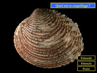 Quel est ce coquillage ?




                 Palourde
                 Pétoncle
                  Praire
 
