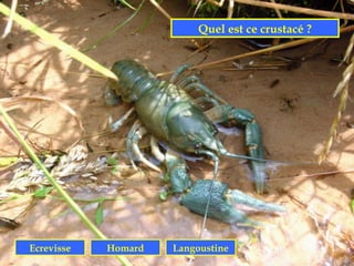 Quel est ce crustacé ?




Ecrevisse   Homard   Langoustine
 