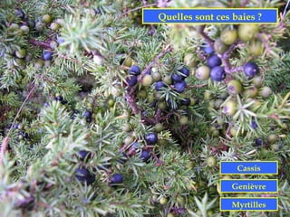 Quelles sont ces baies ?




                  Cassis

                 Genièvre

                 Myrtilles
 