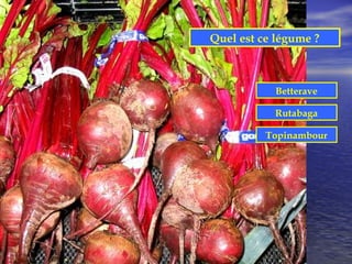 Quel est ce légume ?



           Betterave

           Rutabaga

          Topinambour
 