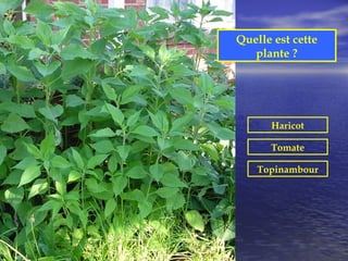 Quelle est cette
   plante ?




      Haricot

      Tomate

    Topinambour
 