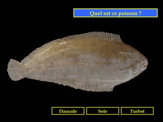 Quel est ce poisson ?




Daurade      Sole         Turbot
 