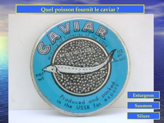 Quel poisson fournit le caviar ?




                                   Esturgeon

                                   Saumon

                                    Silure
 