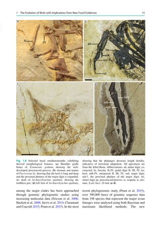 The Biology Of The Avian Respiratory System Evolution Development ...