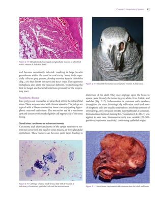 Pathology Of Pet And Aviary Birds 2nd Edition Schmidt Robert E | PDF