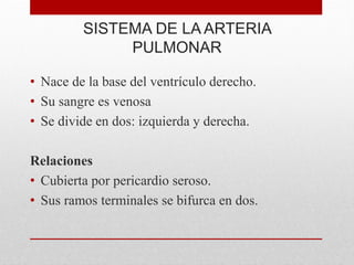 SISTEMA DE LA ARTERIA
PULMONAR
• Nace de la base del ventrículo derecho.
• Su sangre es venosa
• Se divide en dos: izquierda y derecha.
Relaciones
• Cubierta por pericardio seroso.
• Sus ramos terminales se bifurca en dos.
 