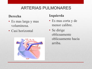 ARTERIAS PULMONARES
Derecha
• Es mas larga y mas
voluminosa.
• Casi horizontal
Izquierda
• Es mas corta y de
menor calibre.
• Se dirige
oblicuamente
oblicuamente hacia
arriba.
 