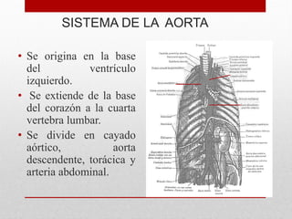 SISTEMA DE LA AORTA
• Se origina en la base
del ventrículo
izquierdo.
• Se extiende de la base
del corazón a la cuarta
vertebra lumbar.
• Se divide en cayado
aórtico, aorta
descendente, torácica y
arteria abdominal.
 