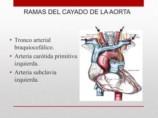 RAMAS DEL CAYADO DE LA AORTA
• Tronco arterial
braquiocefálico.
• Arteria carótida primitiva
izquierda.
• Arteria subclavia
izquierda.
 