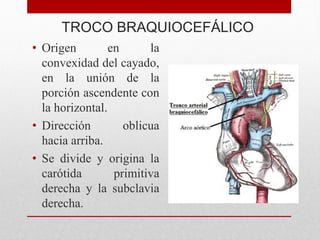 TROCO BRAQUIOCEFÁLICO
• Origen en la
convexidad del cayado,
en la unión de la
porción ascendente con
la horizontal.
• Dirección oblicua
hacia arriba.
• Se divide y origina la
carótida primitiva
derecha y la subclavia
derecha.
 