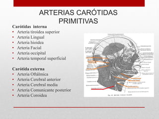 ARTERIAS CARÓTIDAS
PRIMITIVAS
Carótidas interna
• Arteria tiroidea superior
• Arteria Lingual
• Arteria hioidea
• Arteria Facial
• Arteria occipital
• Arteria temporal superficial
Carótida externa
• Arteria Oftálmica
• Arteria Cerebral anterior
• Arteria Cerebral media
• Arteria Comunicante posterior
• Arteria Coroidea
 