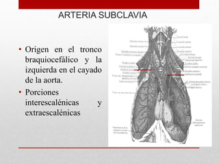 • Origen en el tronco
braquiocefálico y la
izquierda en el cayado
de la aorta.
• Porciones
interescalénicas y
extraescalénicas
ARTERIA SUBCLAVIA
 