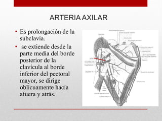 ARTERIA AXILAR
• Es prolongación de la
subclavia.
• se extiende desde la
parte media del borde
posterior de la
clavícula al borde
inferior del pectoral
mayor, se dirige
oblicuamente hacia
afuera y atrás.
 
