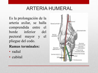 ARTERIA HUMERAL
Es la prolongación de la
arteria axilar, se halla
comprendida entre el
borde inferior del
pectoral mayor y el
pliegue del codo.
Ramas terminales:
• radial
• cubital
 