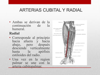 ARTERIAS CUBITAL Y RADIAL
• Ambas se derivan de la
continuación de la
humeral.
Radial
• Corresponde al principio
hacia afuera y hacia
abajo, pero después
desciende verticalmente
hasta la apófisis
estiloides del radio.
• Una vez en la region
palmar se une con la
arteria cubitopalmar.
 