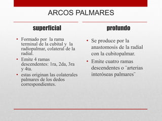 ARCOS PALMARES
superficial
• Formado por la rama
terminal de la cubital y la
radiopalmar, colateral de la
radial.
• Emite 4 ramas
descendentes: 1ra, 2da, 3ra
y 4ta.
• estas originan las colaterales
palmares de los dedos
correspondientes.
profundo
• Se produce por la
anastomosis de la radial
con la cubitopalmar.
• Emite cuatro ramas
descendentes o ¨arterias
interóseas palmares¨
 