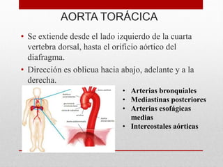 AORTA TORÁCICA
• Se extiende desde el lado izquierdo de la cuarta
vertebra dorsal, hasta el orificio aórtico del
diafragma.
• Dirección es oblicua hacia abajo, adelante y a la
derecha.
• Arterias bronquiales
• Mediastinas posteriores
• Arterias esofágicas
medias
• Intercostales aórticas
 