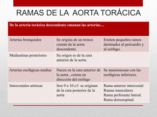 RAMAS DE LA AORTA TORÁCICA
De la arteria torácica descendente emanan las arterias…
Arterias bronquiales Se origina de un tronco
común de la aorta
descendente.
Emiten pequeños ramos
destinados al pericardio y
al esófago.
Mediastinas posteriores Su origen es de la cara
anterior de la aorta.
Arterias esofágicas medias Nacen en la cara anterior de
la aorta , corren en
dirección del esófago
Se anastomosan con las
esofágicas inferiores.
Intercostales aórticas Son 9 o 10 c/l se originan
de la cara posterior de la
aorta
Rama anterior intercostal
Ramas musculares
Rama perforante lateral.
Rama dorsoespinal.
 