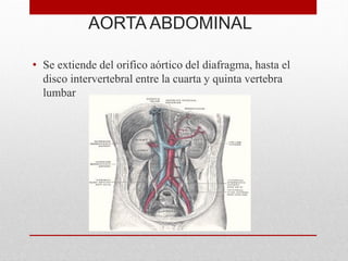 AORTA ABDOMINAL
• Se extiende del orifico aórtico del diafragma, hasta el
disco intervertebral entre la cuarta y quinta vertebra
lumbar
 