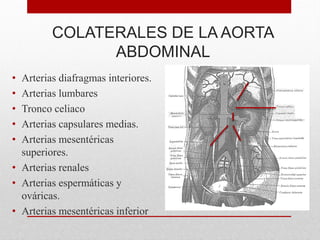 COLATERALES DE LA AORTA
ABDOMINAL
• Arterias diafragmas interiores.
• Arterias lumbares
• Tronco celiaco
• Arterias capsulares medias.
• Arterias mesentéricas
superiores.
• Arterias renales
• Arterias espermáticas y
ováricas.
• Arterias mesentéricas inferior
 