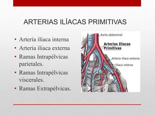 ARTERIAS ILÍACAS PRIMITIVAS
• Arteria iliaca interna
• Arteria iliaca externa
• Ramas Intrapélvicas
parietales.
• Ramas Intrapélvicas
viscerales.
• Ramas Extrapélvicas.
 