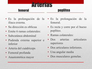 Arterias
femoral
• Es la prolongación de la
iliaca externa.
• Su dirección es oblicua
• Emite 6 ramas colaterales:
• Subcutánea abdominal
• Pudenda externa superior e
inferior
• Arteria del cuádriceps
• Femoral profunda
• Anastomótica mayor
poplítea
• Es la prolongación de la
femoral.
• Es recta y corre por el hueso
poplíteo.
• Ramas colaterales:
• Dos arterias articulares
superiores
• Dos articulares inferiores.
• Una angular media
• Dos musculares gemelas.
 