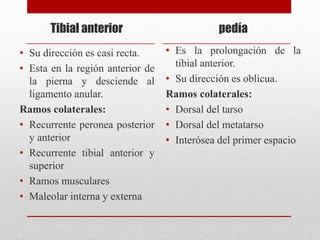 Tibial anterior
• Su dirección es casi recta.
• Esta en la región anterior de
la pierna y desciende al
ligamento anular.
Ramos colaterales:
• Recurrente peronea posterior
y anterior
• Recurrente tibial anterior y
superior
• Ramos musculares
• Maleolar interna y externa
pedía
• Es la prolongación de la
tibial anterior.
• Su dirección es oblicua.
Ramos colaterales:
• Dorsal del tarso
• Dorsal del metatarso
• Interósea del primer espacio
 