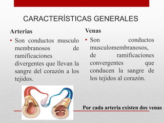CARACTERÍSTICAS GENERALES
Arterias
• Son conductos musculo
membranosos de
ramificaciones
divergentes que llevan la
sangre del corazón a los
tejidos.
Venas
• Son conductos
musculomembranosos,
de ramificaciones
convergentes que
conducen la sangre de
los tejidos al corazón.
Por cada arteria existen dos venas
 