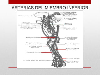 ARTERIAS DEL MIEMBRO INFERIOR
 