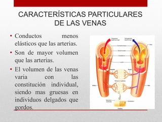 CARACTERÍSTICAS PARTICULARES
DE LAS VENAS
• Conductos menos
elásticos que las arterias.
• Son de mayor volumen
que las arterias.
• El volumen de las venas
varia con las
constitución individual,
siendo mas gruesas en
individuos delgados que
gordos.
 