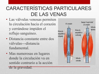 CARACTERÍSTICAS PARTICULARES
DE LAS VENAS
• Las válvulas venosas permiten
la circulación hacia el corazón
y cerrándose impiden el
reflujo sanguíneo.
• Distancia constante entre dos
válvulas---distancia
fundamental.
• Mas numerosas en lugares
donde la circulación va en
sentido contrario a la acción
de la gravedad.
 