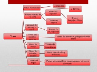 Venas
Venas pulmonares
2 izquierda
2 derecha
Sistema venoso de
la aorta
Vena cava
superior
Tronco
braquiocefálico
Vena cava
inferior
Venas de la
cabeza y el
cuello Sistema de
las yugulares
Venas del
miembro
superior
Venas del antebrazo, pliegue del codo,
brazo
Venas del
tronco
Vena porta
Venas iliacas
Venas del
miembro
inferior
Venas superficiales y
profundas
Venas del
raquis
Plexos intrarraquideos, extrarraquideos y troncos
colectores.
 