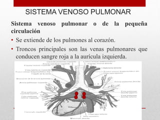 SISTEMA VENOSO PULMONAR
Sistema venoso pulmonar o de la pequeña
circulación
• Se extiende de los pulmones al corazón.
• Troncos principales son las venas pulmonares que
conducen sangre roja a la aurícula izquierda.
 
