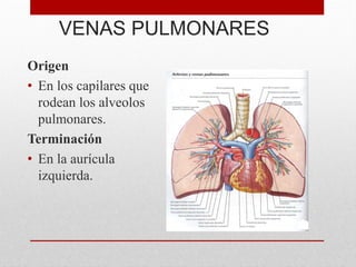 VENAS PULMONARES
Origen
• En los capilares que
rodean los alveolos
pulmonares.
Terminación
• En la aurícula
izquierda.
 