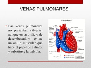 VENAS PULMONARES
• Las venas pulmonares
no presentan válvulas,
aunque en su orificio de
desembocadura existe
un anillo muscular que
hace el papel de esfínter
y substituye la válvula.
 