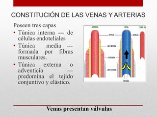 CONSTITUCIÓN DE LAS VENAS Y ARTERIAS
Poseen tres capas
• Túnica interna --- de
células endoteliales
• Túnica media ---
formada por fibras
musculares.
• Túnica externa o
adventicia ---
predomina el tejido
conjuntivo y elástico.
Venas presentan válvulas
 