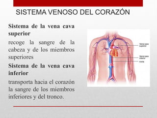 SISTEMA VENOSO DEL CORAZÓN
Sistema de la vena cava
superior
recoge la sangre de la
cabeza y de los miembros
superiores
Sistema de la vena cava
inferior
transporta hacia el corazón
la sangre de los miembros
inferiores y del tronco.
 