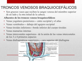 TRONCOS VENOSOS BRAQUIOCEFÁLICOS
• Son gruesos vasos que reciben la sangre venosa del miembro superior
de un lado y la otra mitad de la cabeza.
Afluentes de los troncos venoso braquiocefálicos
• Venas yugulares posteriores--- entre occipital y el atlas
• Venas vertebrales--- debajo del agujero occipital
• Venas tiroides inferiores---borde inferior del cuerpo tiroides
• Venas mamarias internas
• Venas intercostales superiores– de la unión de las venas intercostales
de los 3 o 4 primeros espacios
• Venas diafragmáticas superiores--- cara superior del diafragma
 